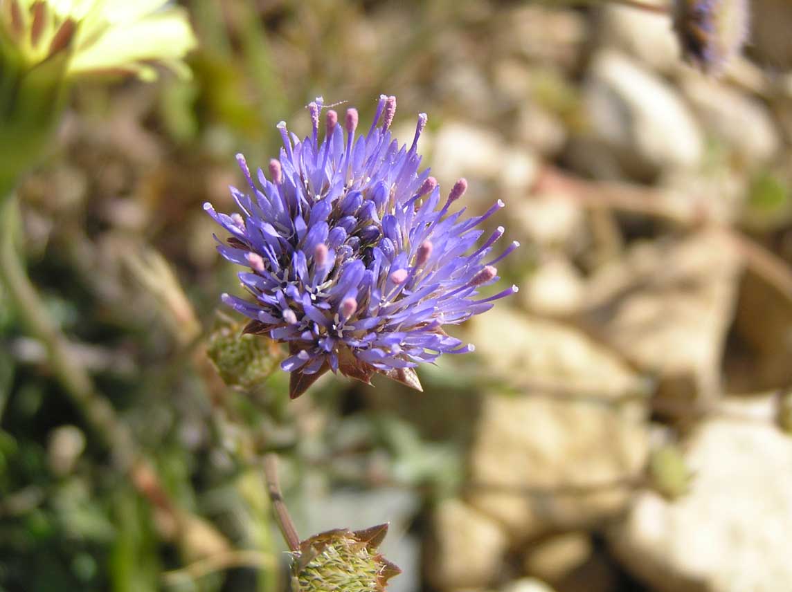 Jasione montana